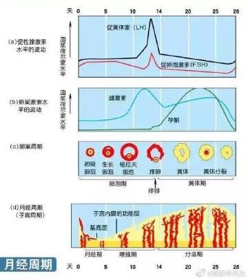 月经停一个月正常吗月经停一个月正常吗？——关于月经周期变化的多角度解析