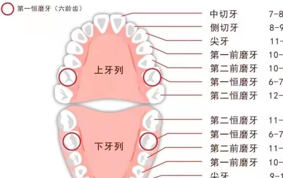 18个月宝宝长几颗牙齿关于宝宝长牙，了解牙齿生长规律与注意事项——以宝宝18个月长几颗牙齿为中心话题