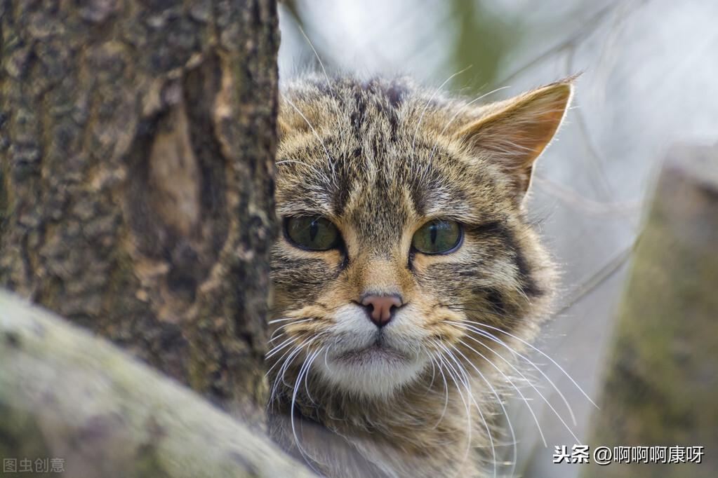 两个月的小猫能吃肉吗两个月的小猫能否吃肉，探究幼猫饮食的奥秘