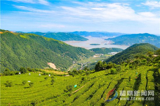 广东省生态茶园规范广东省生态茶园规范，打造绿色生态产业典范