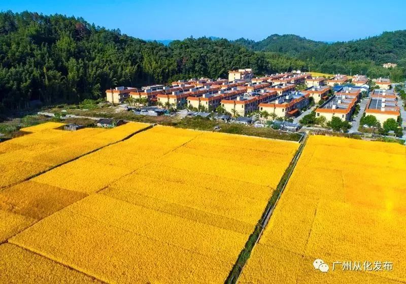 广东省黄松甸图片广东省黄松甸的美丽画卷